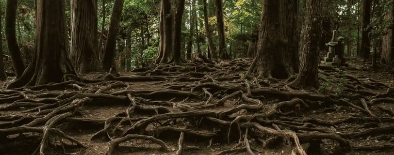 Aokigahara forest, featured on MyTripJunction.com travel blog.