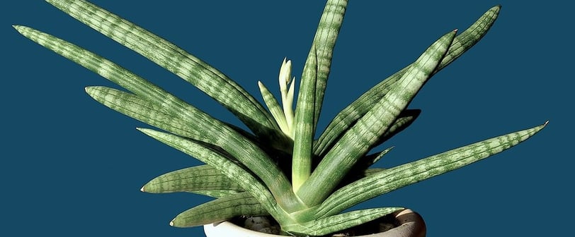 Two Sansevierias potted plant in a white vase