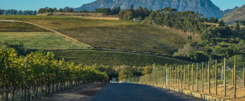 Cape Winelands, featured on MyTripJunction.com travel blog.