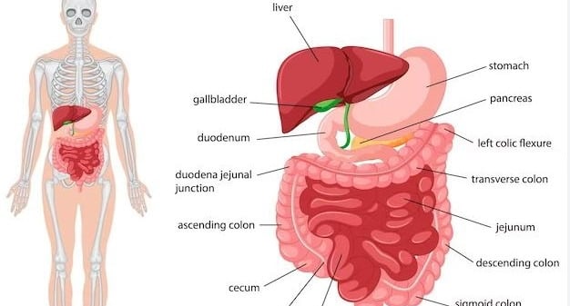 Digestive System