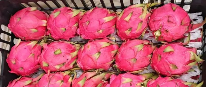 how to tell if dragon fruit is ripe