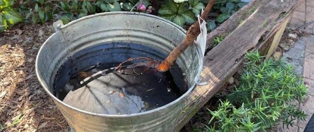 Pre-soaking a bare root fruit tree