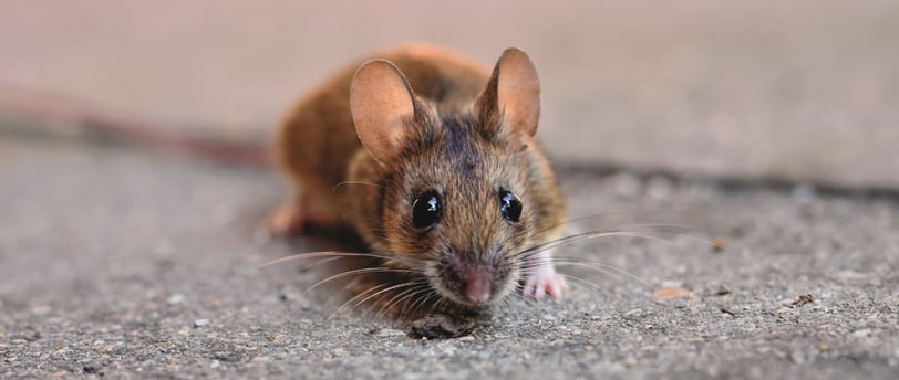 a mouse mouse rat rat rat rat rat rat rat rat rat rat rat rat rat