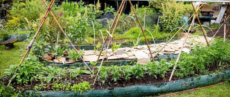 principii de baza permacultura