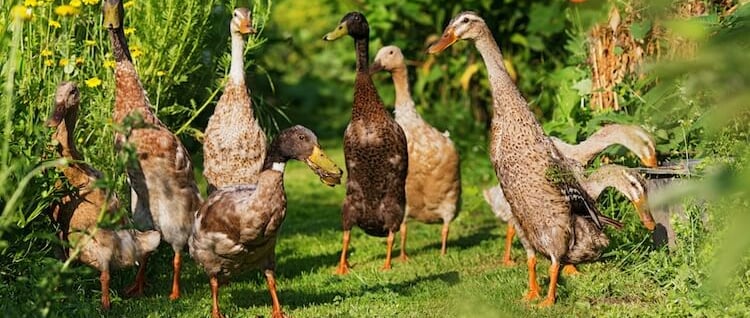 Rate indiene mancatoare de melci