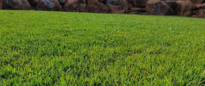 buffalo grass lawn