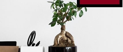 pot de plante sur table bnache