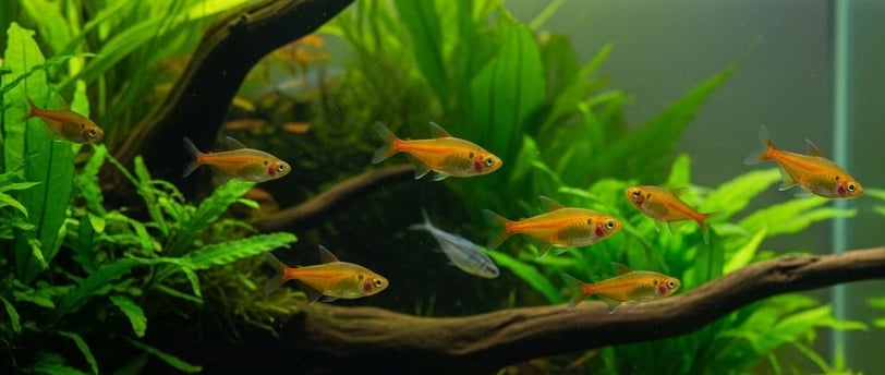 Ficha Tetra ámbar