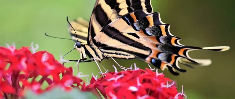 Papillon flambé butinant des fleurs rouges