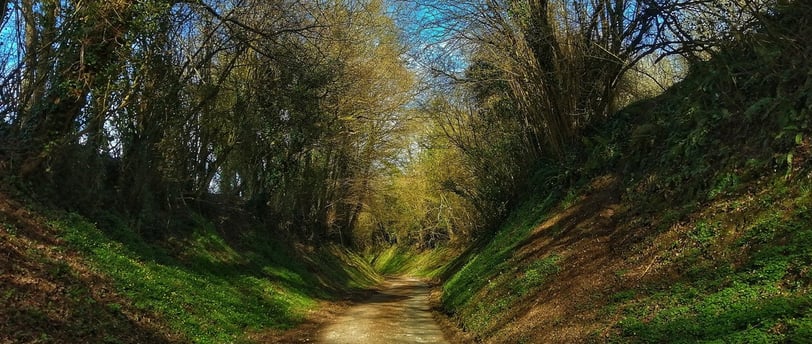 un chemin la forêt