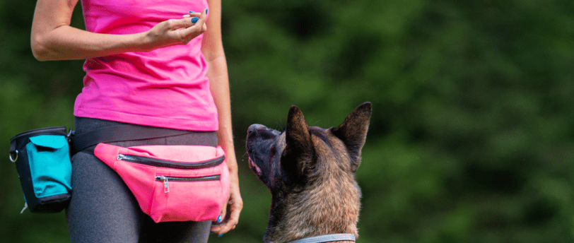 cachorro da raça pastor belga malinois de frente a uma pessoa que esta dando comandos para ele