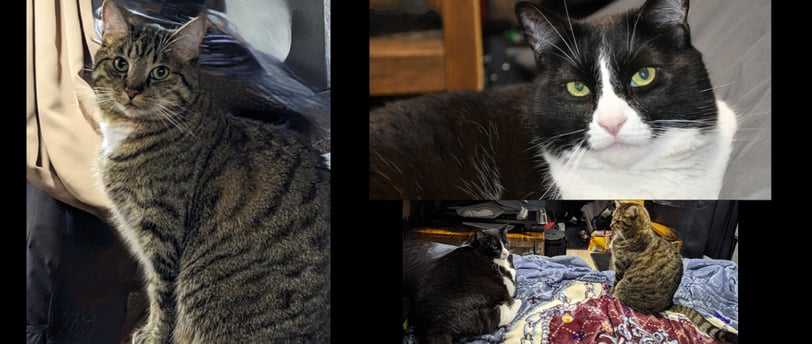 Van Life Preppers, Our cats Skylar and Marley