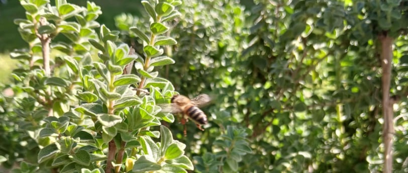 a bee on an Organic Greek oregano plant