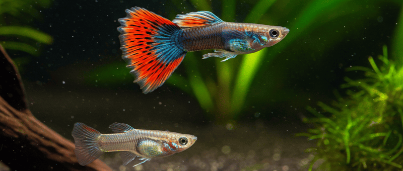FIcha Guppy