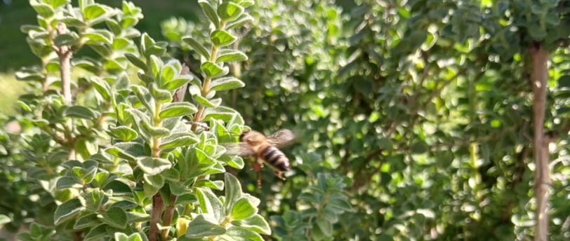 a bee on Organic Greek oregano plant