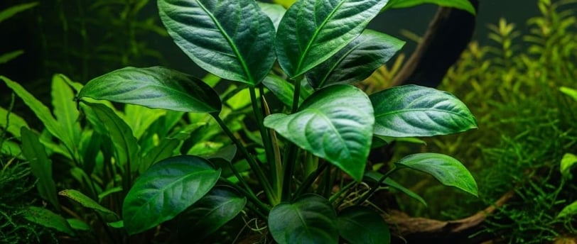 Ficha Anubia barteri