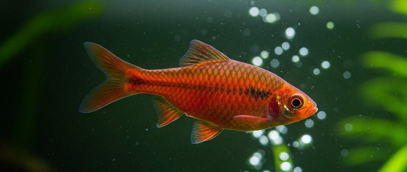Ficha Barbo cereza