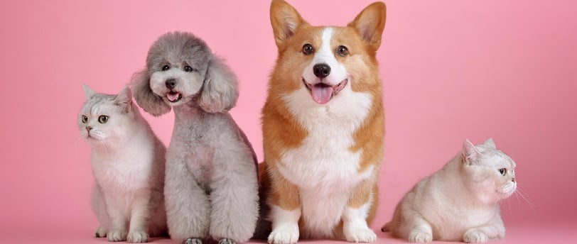 nutrición animal,crecimiento,desarrollo de alimentos para mascotas