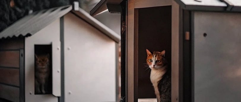 Feral Cat Shelter Designs: How to Build a Safe Haven for Stray Cats