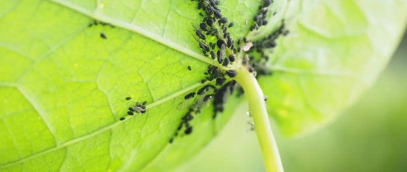 Invasion de pucerons noirs sous une feuille verte sur un balcon potager urbain