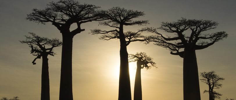 Baobab in Madagascar