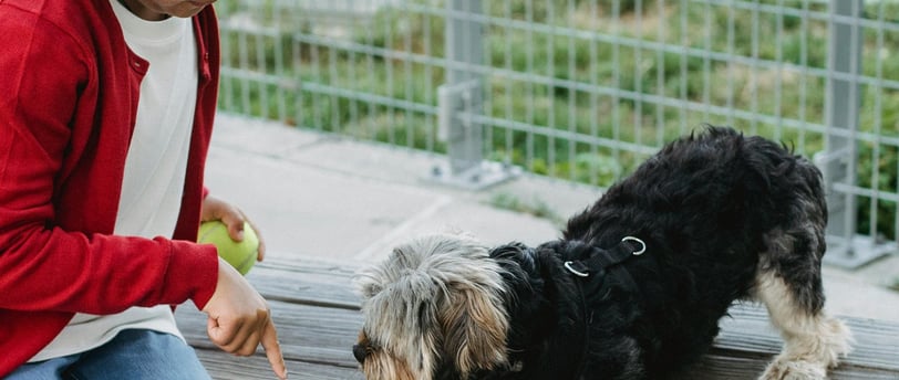 child holding a ball motioning for the dog beside her to lie down