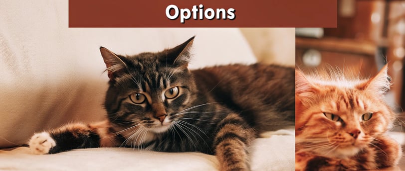 Understanding Cat Arthritis: Causes, Symptoms, and Treatment