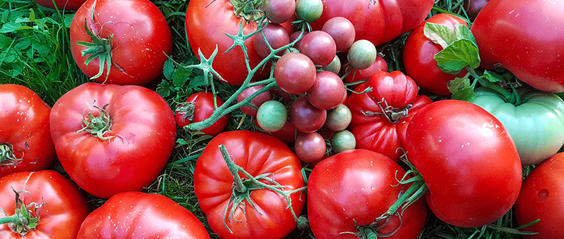 a bunch of tomatoes