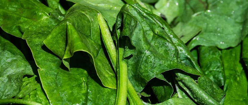Feuilles d’épinards fraîches récoltées, encore couvertes de gouttes d’eau, cultivées en pot