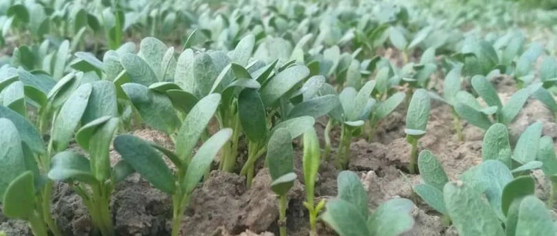 a field of green plants with a few small leaves