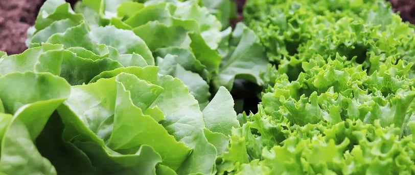 Feuilles de laitues pommées et frisées cultivées en pot sur un balcon