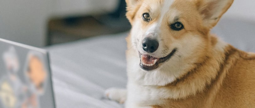 corgi with computer smiling at camera