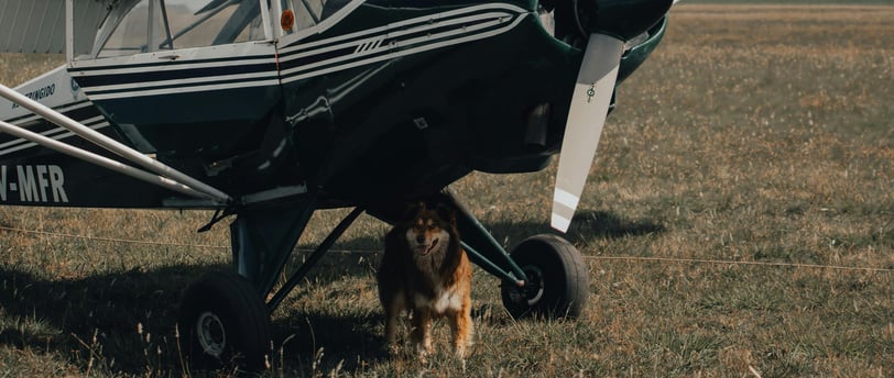 dog standing beneath a small airplane