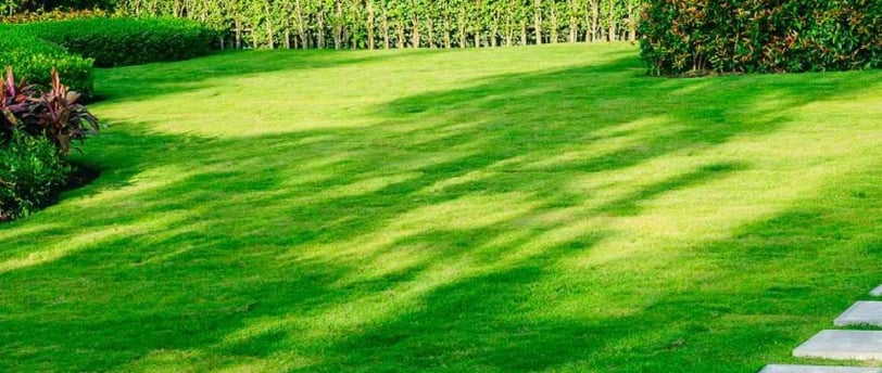 mexican lawn grass seeds