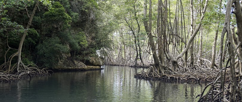 mangrove in los haitises
