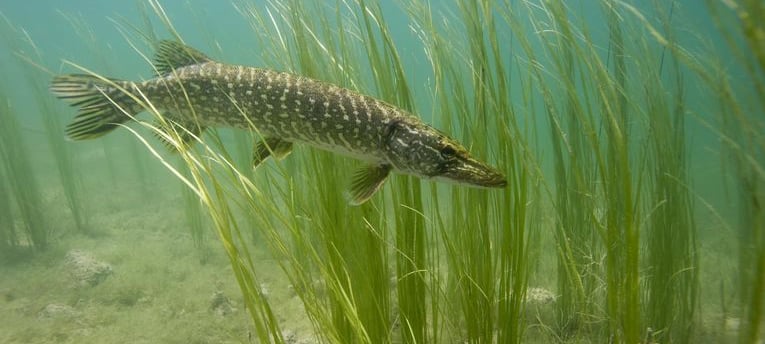 un brochet est a l'affut dans les herbes aquatique