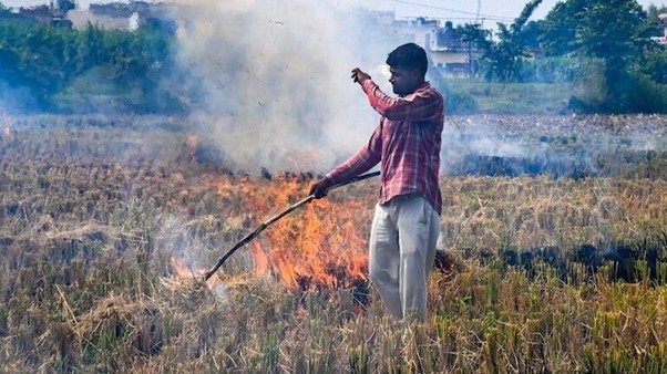 Man burning rice stubble