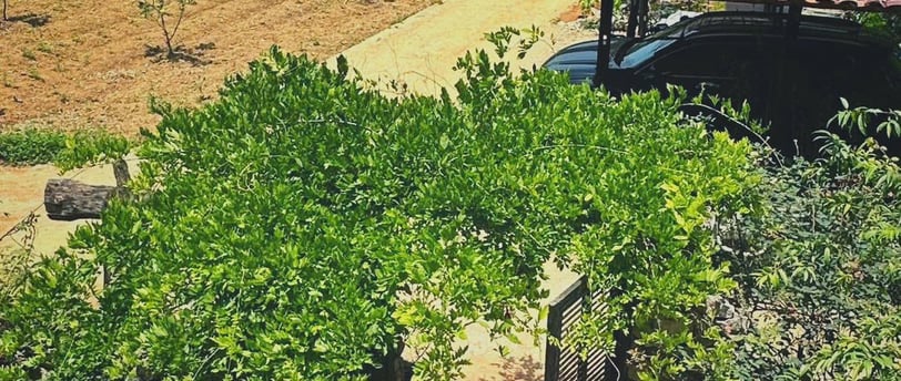 Nông trại sạch của Mế Farmstay