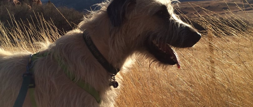 Irish Wolfhound in tall grass