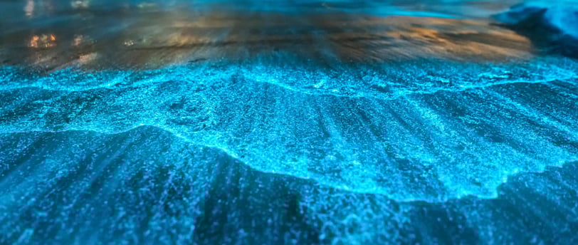 Bioluminescence Isla Holbox Paseo Tours
