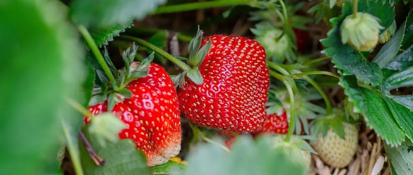 Grosse fraise bien mûre dans un potager de balcon, entourée de feuilles et paillée