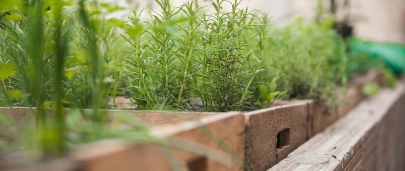 Pots d'herbes aromatiques, basilic, thym, menthe, alignés sur un balcon ensoleillé.