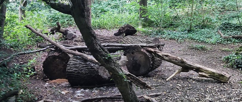 fallen trees and a pile of large logs  in a wood with trees