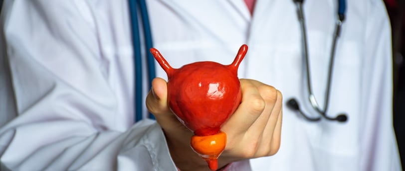 The Prostate Gland in Men's Health
