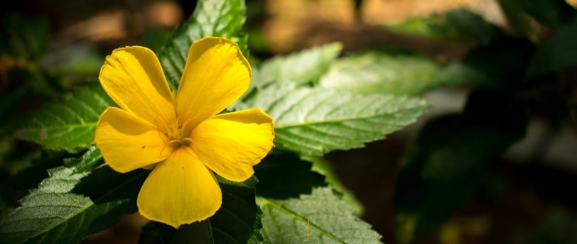 Damiana Leaf