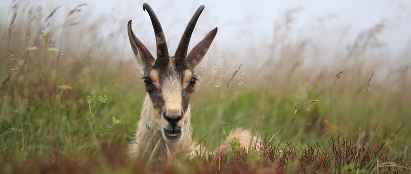 Horny Goat Weed