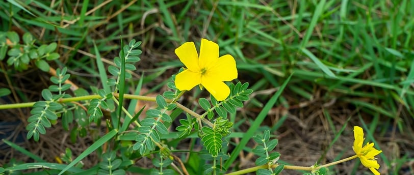 Tribulus Terrestris