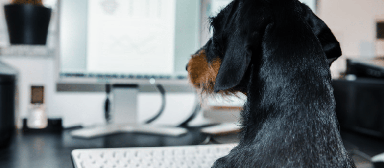Perro negro mirando un ordenador