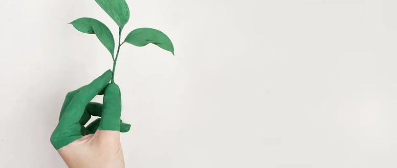 a person's hand holding a plant with green leaves