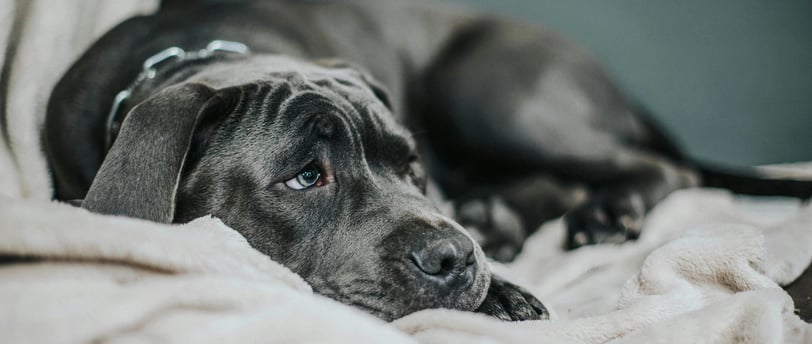 a dog laying on a blanket on a couch